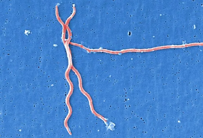 Бактерии Borrelia burgdorferi под микроскоп — причинителят на Лаймската болест