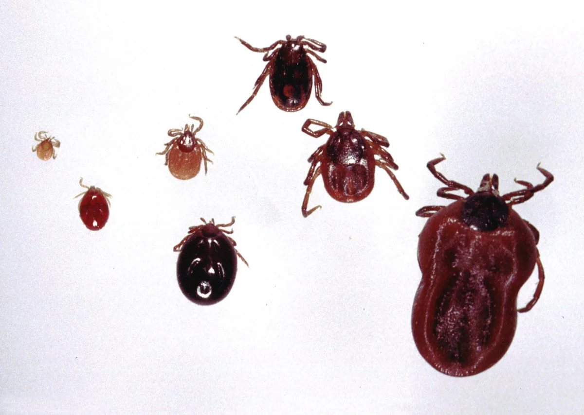 Кърлежи Ixodes ricinus в различни стадии един до друг — ларва, нимфа и възрастни, преди и след хранене